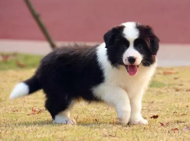 领养边境牧羊犬幼犬边境牧羊犬犬免费赠送边牧狗狗赠送狗狗