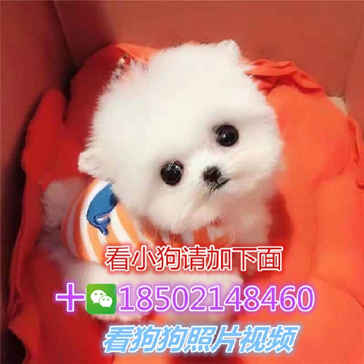 纯种比熊犬茶杯比熊迷你型卷毛比熊玩具体泰迪白色博美俊介吉娃娃