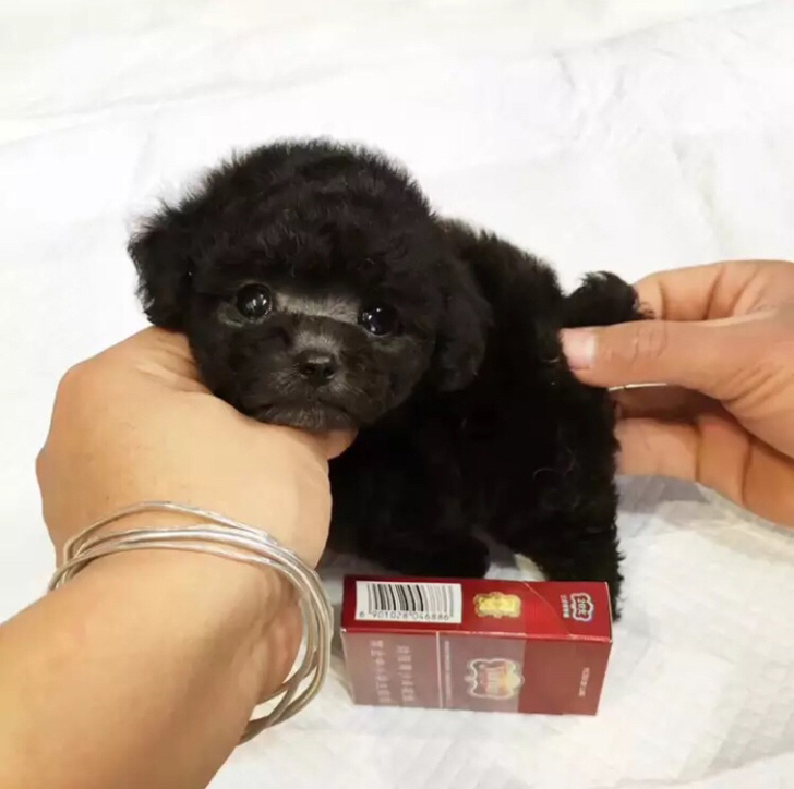 纯种泰迪狗狗活体茶杯犬宠物狗活体狗狗活体小狗幼犬活体茶杯