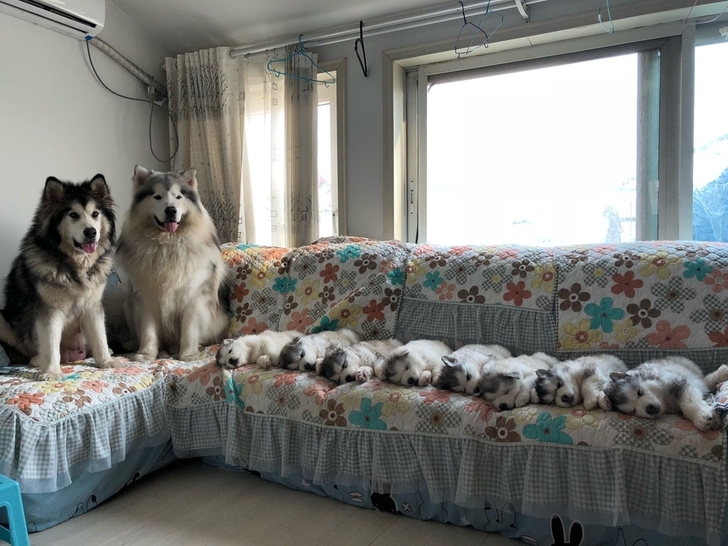 领养阿拉斯加犬免费阿拉斯加幼犬中型犬宠物狗家养一窝狗狗找