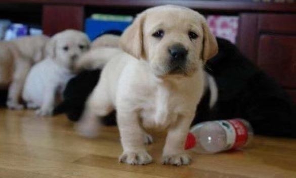 领养拉布拉多幼犬拉多犬拉布拉多赠送领养拉多宠物狗狗活体