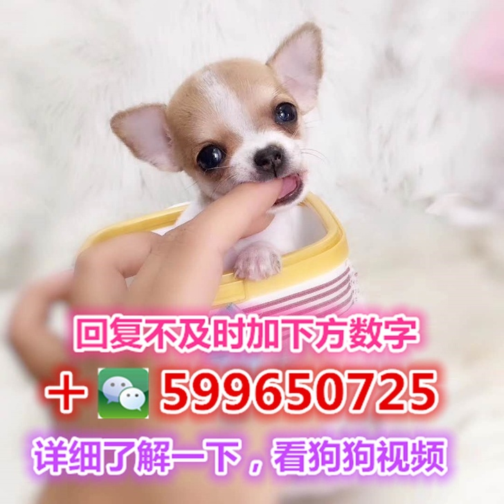 吉娃娃吉娃娃犬吉娃娃幼犬宠物狗茶杯泰迪博美比熊迷你雪纳瑞约克